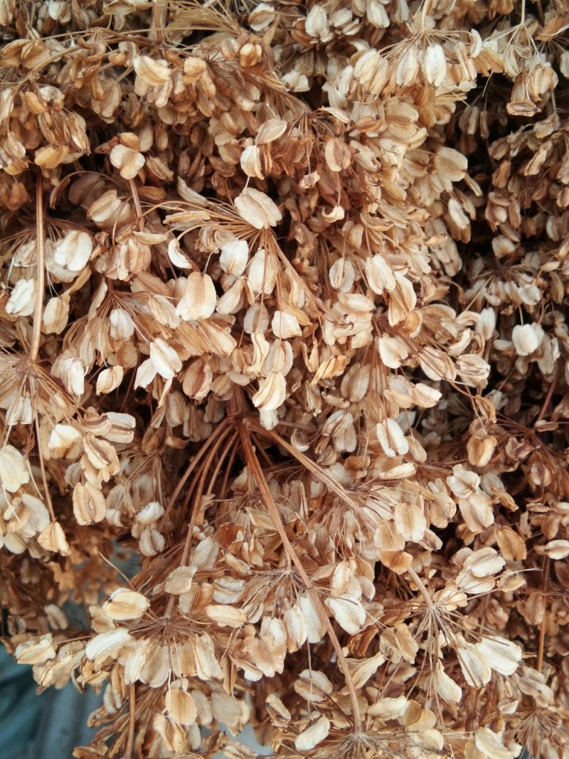 甘肃自产岷当归新种子，成活率95%量大从优