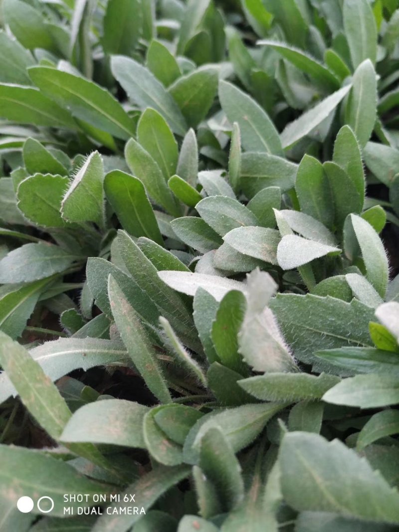 山东青州天人菊金鸡菊黑心菊各种地被植物种植基地
