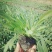 山东青州天人菊金鸡菊黑心菊各种地被植物种植基地