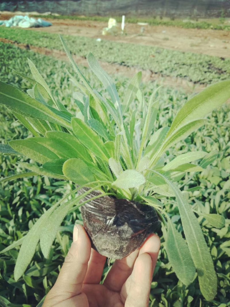 山东青州天人菊金鸡菊黑心菊各种地被植物种植基地