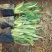 山东青州天人菊金鸡菊黑心菊各种地被植物种植基地