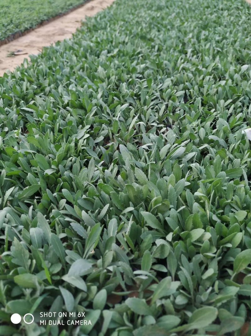 山东青州天人菊金鸡菊黑心菊各种地被植物种植基地