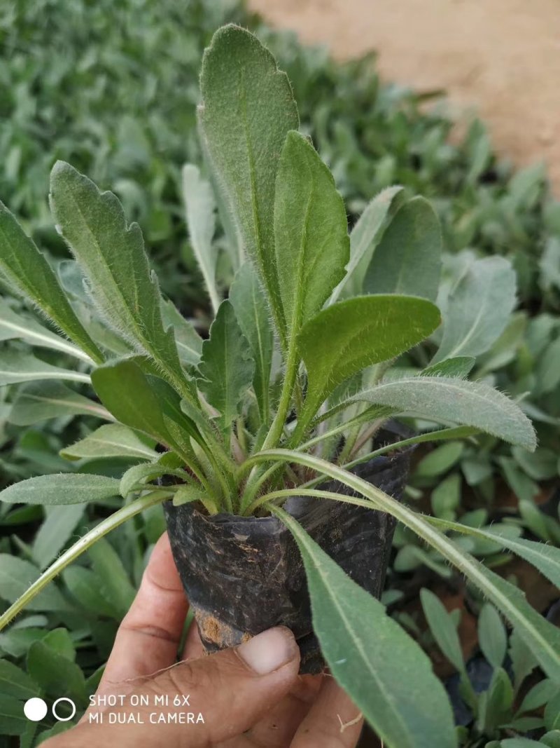 山东青州天人菊金鸡菊黑心菊各种地被植物种植基地