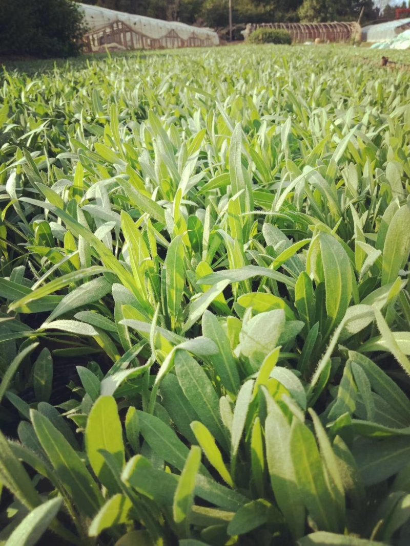 山东青州天人菊金鸡菊黑心菊各种地被植物种植基地