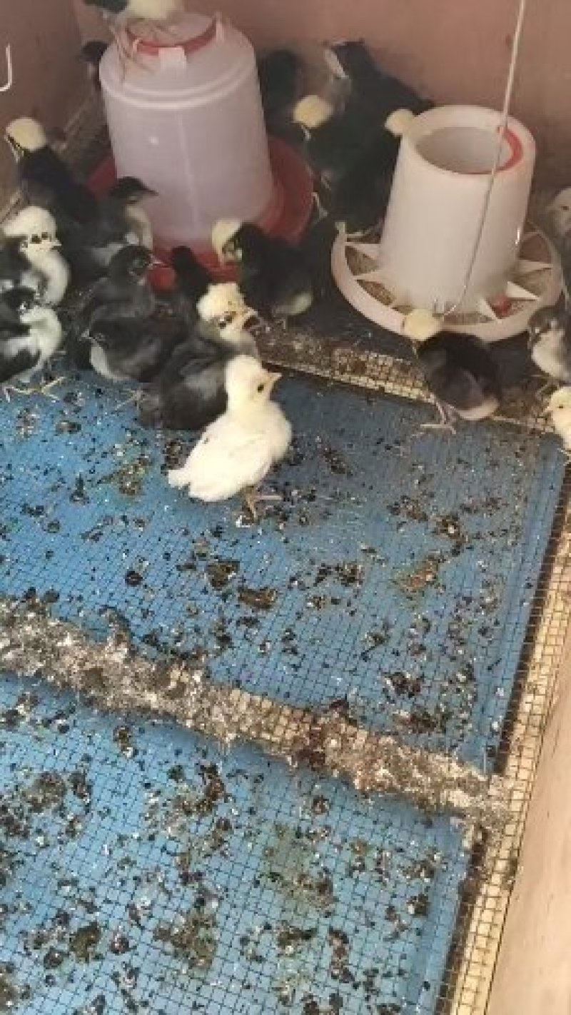 有个性的帽子鸡现售中包活包健康线上交易安全有保障