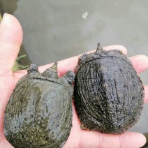 中华甲鱼苗，日本甲鱼成品甲鱼大量供货，冷藏车送到塘口