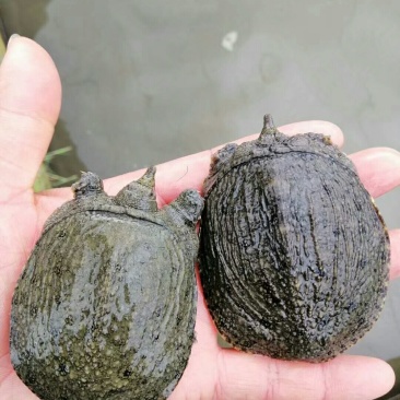 中华甲鱼苗，日本甲鱼成品甲鱼大量供货，冷藏车送到塘口