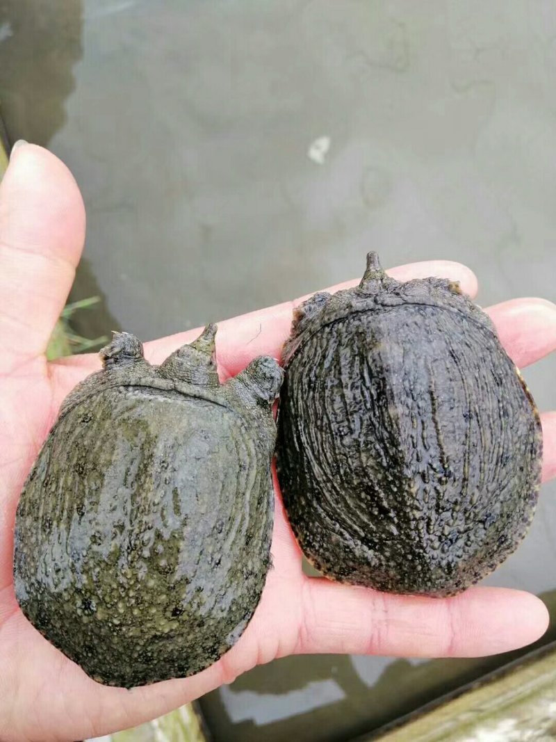 中华甲鱼苗，日本甲鱼成品甲鱼大量供货，冷藏车送到塘口