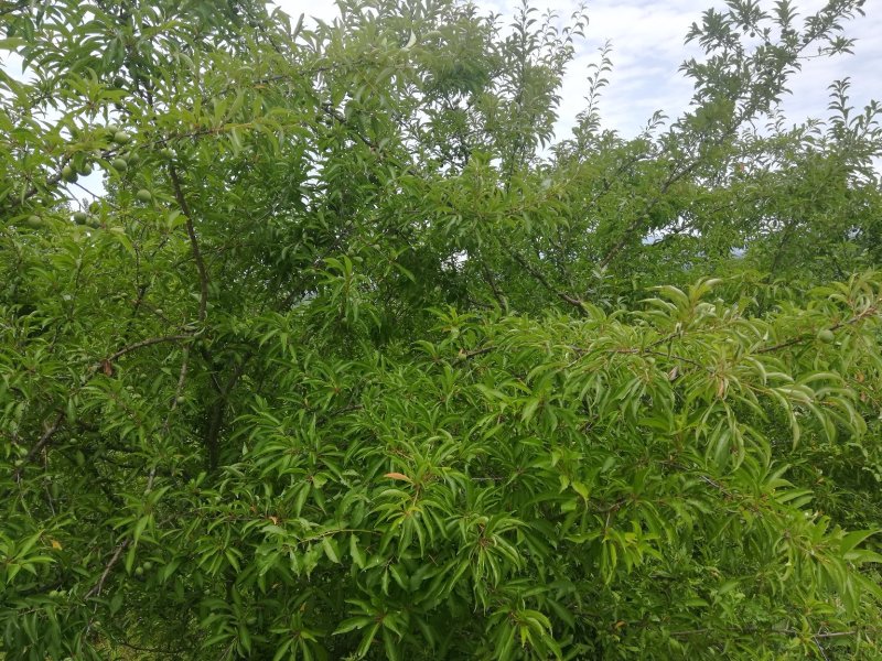 早熟青脆李子，脱骨李子，电商货