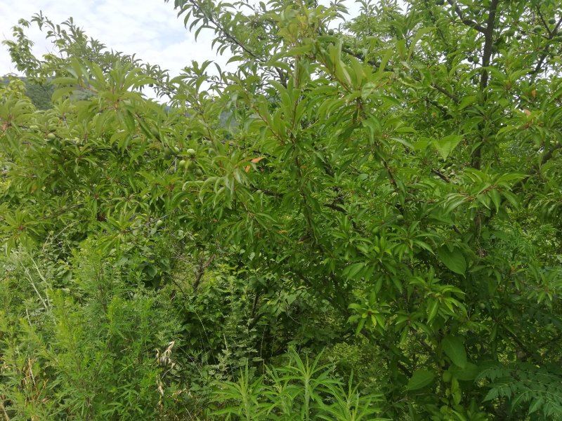 早熟青脆李子，脱骨李子，电商货