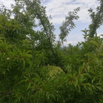 早熟青脆李子，脱骨李子，电商货