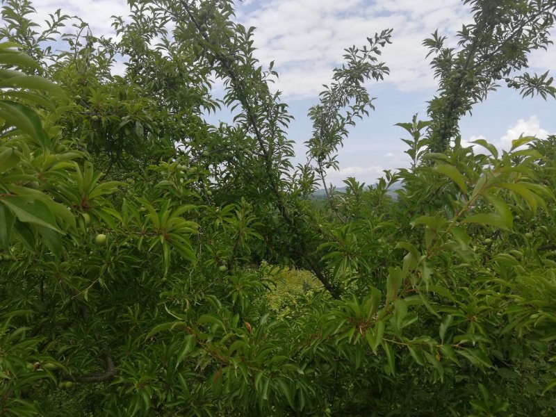 早熟青脆李子，脱骨李子，电商货