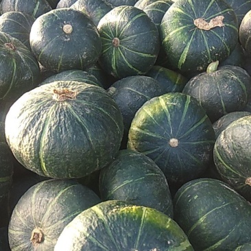 南瓜，大量上市中，河北饶阳