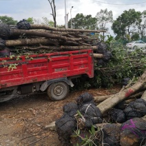 长期供应各种规格占地桂花树，全冠树，量大包送，树坏包赔