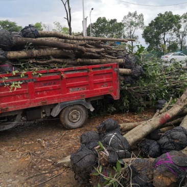 长期供应各种规格占地桂花树，全冠树，量大包送，树坏包赔