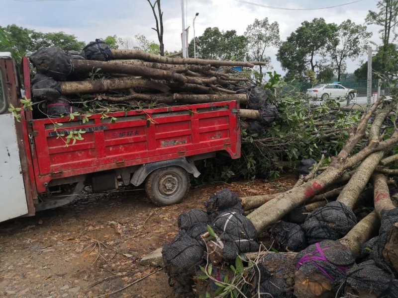 长期供应各种规格占地桂花树，全冠树，量大包送，树坏包赔