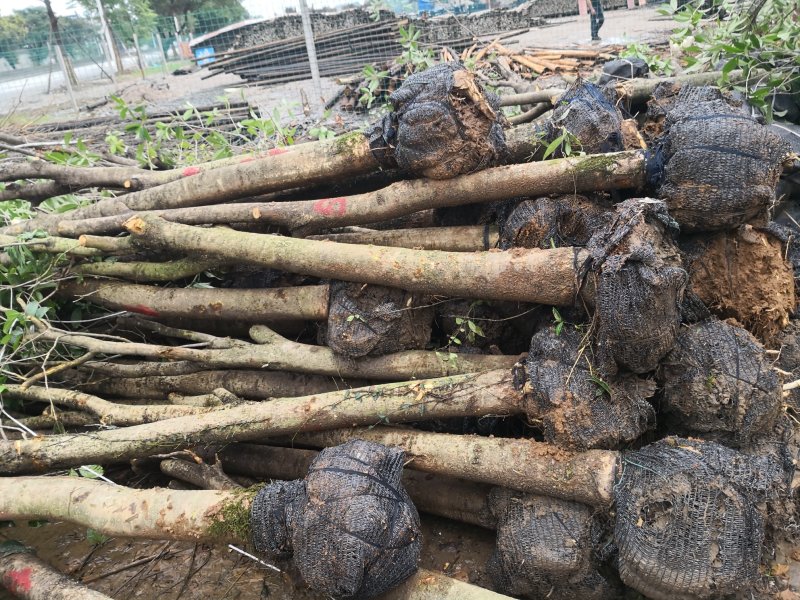 长期供应各种规格占地桂花树，全冠树，量大包送，树坏包赔