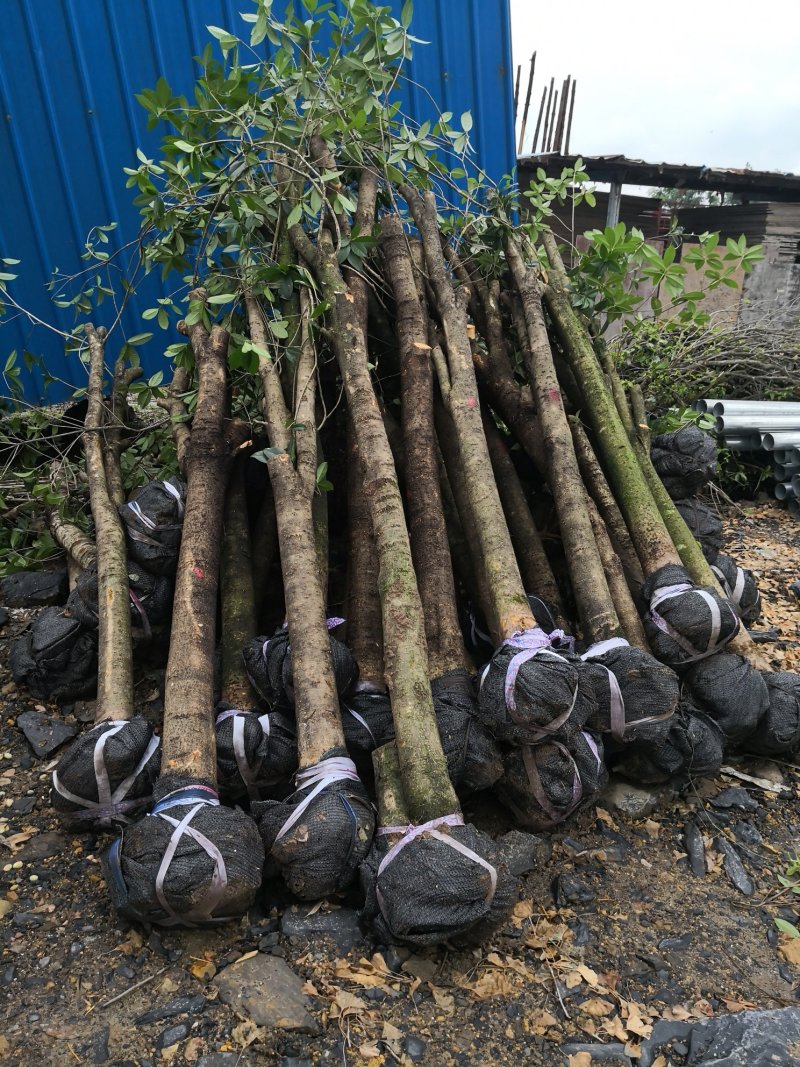长期供应各种规格占地桂花树，全冠树，量大包送，树坏包赔