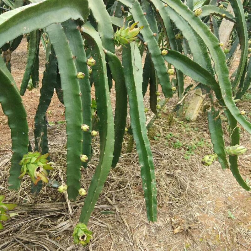 大量供应红心火龙果