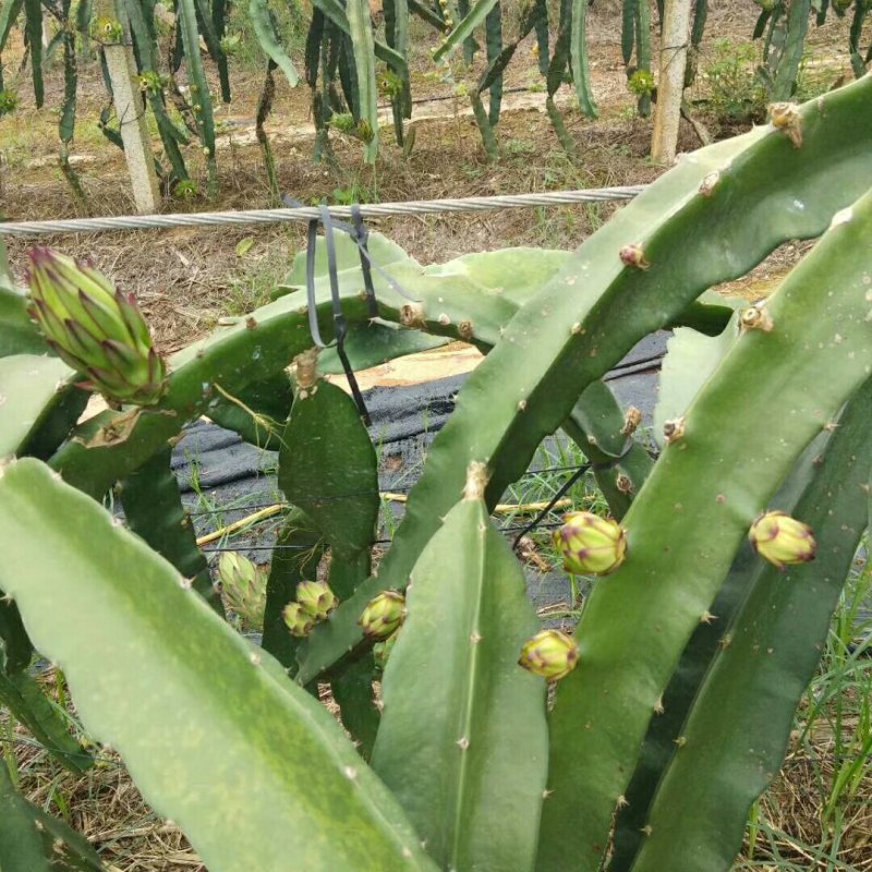 大量供应红心火龙果