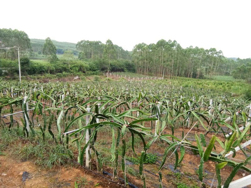 大量供应红心火龙果