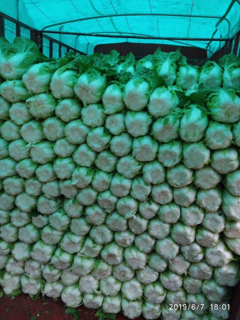 大白菜精品高山蔬菜，供应充足，保质保量。！！！！
