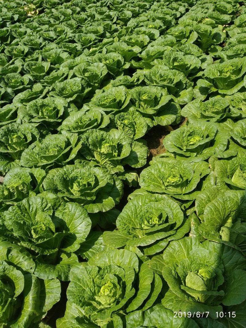 大白菜精品高山蔬菜，供应充足，保质保量。！！！！