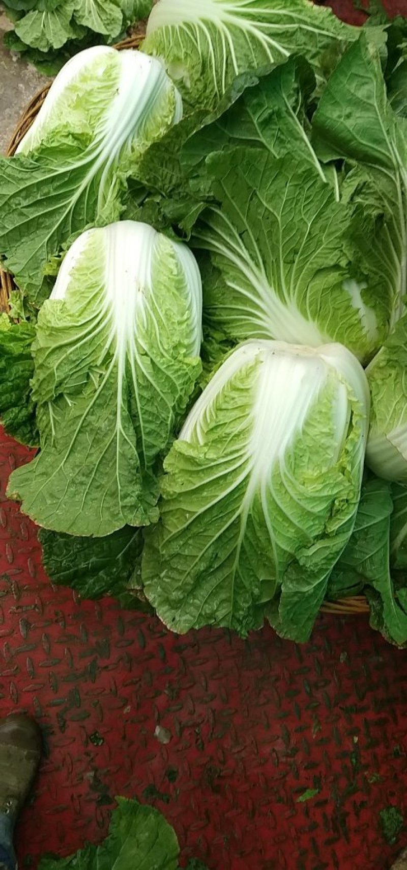大白菜精品高山蔬菜，供应充足，保质保量。！！！！