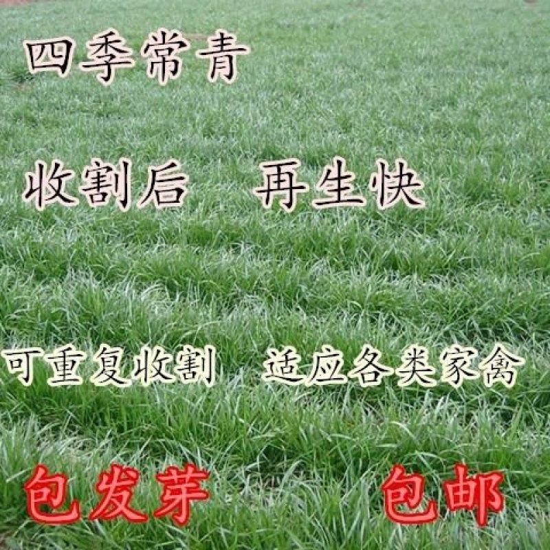 进口耐寒牧草种子黑麦草种子四季常青鸡鸭鹅猪牛马羊草籽