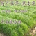 进口耐寒牧草种子黑麦草种子四季常青鸡鸭鹅猪牛马羊草籽