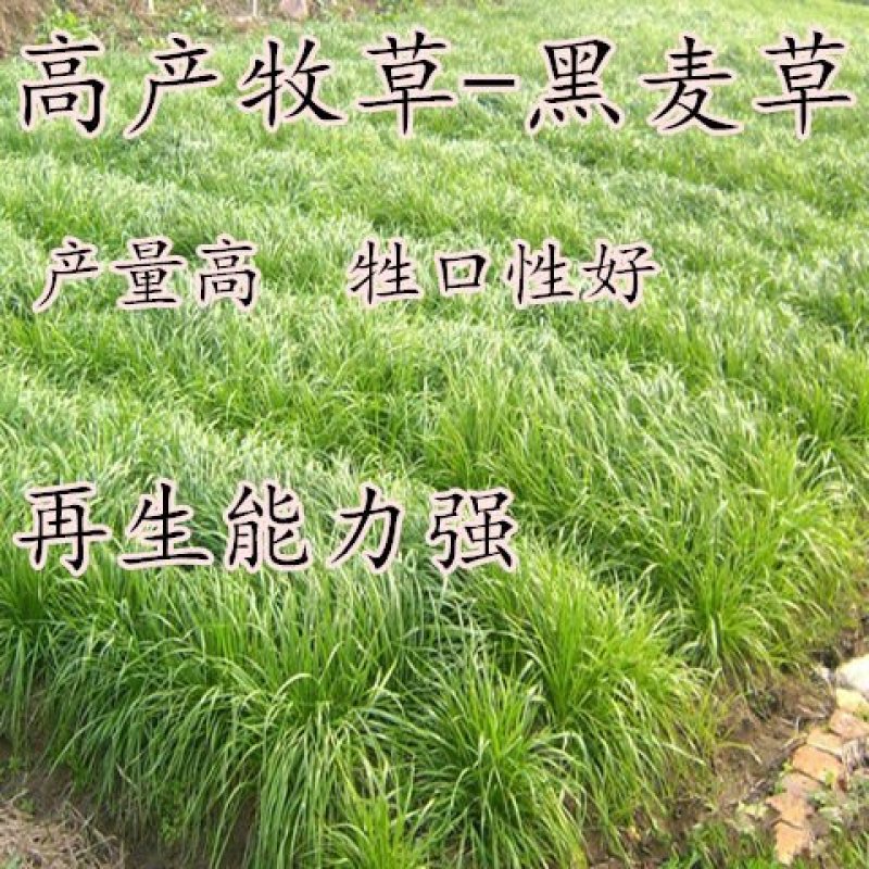 进口耐寒牧草种子黑麦草种子四季常青鸡鸭鹅猪牛马羊草籽