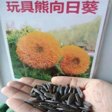 玩具熊向日葵种子多头矮杆发芽率98%货到付款