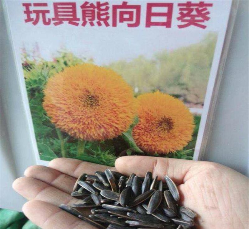 玩具熊向日葵种子多头矮杆发芽率98%货到付款