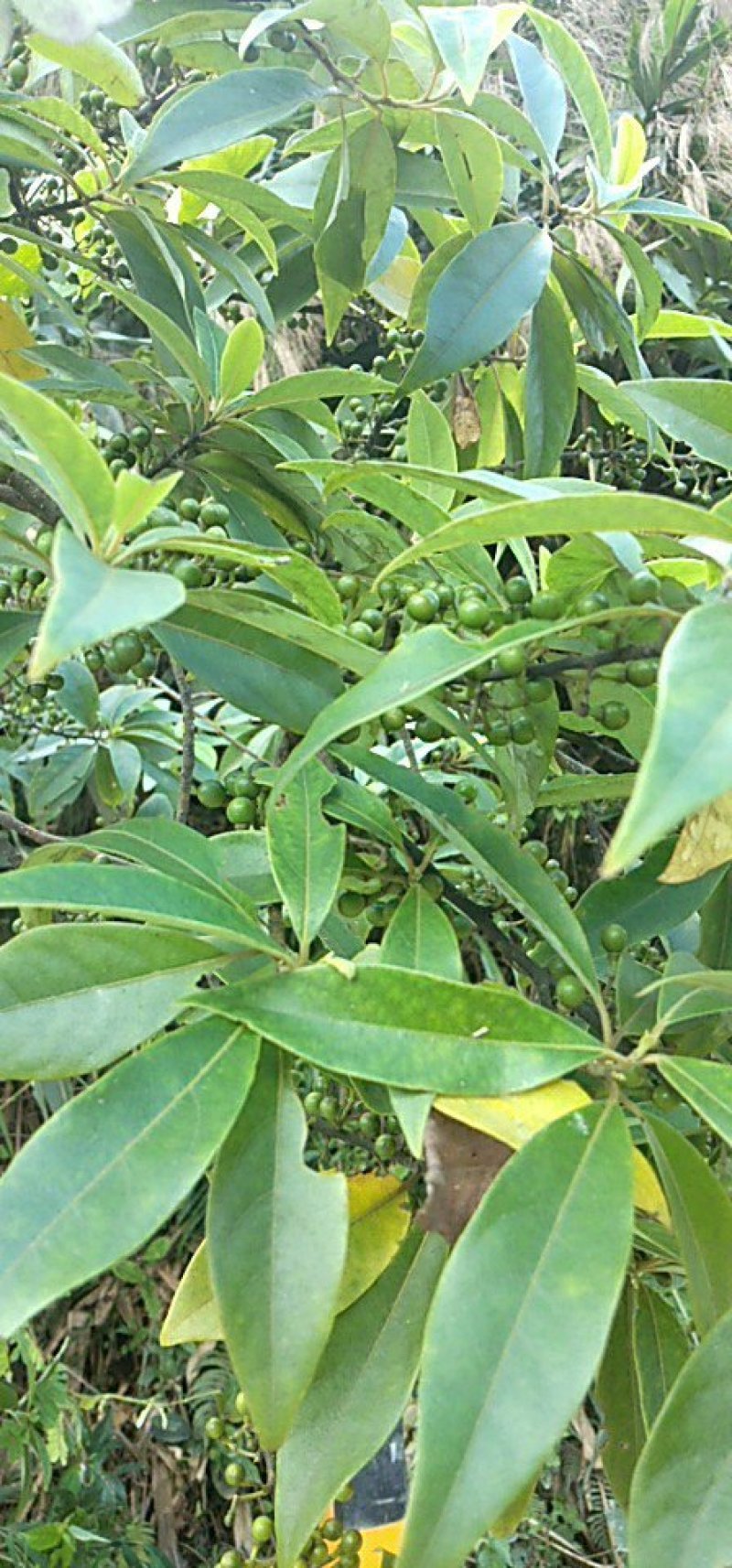野生山苍子鲜货，即摘即发。
