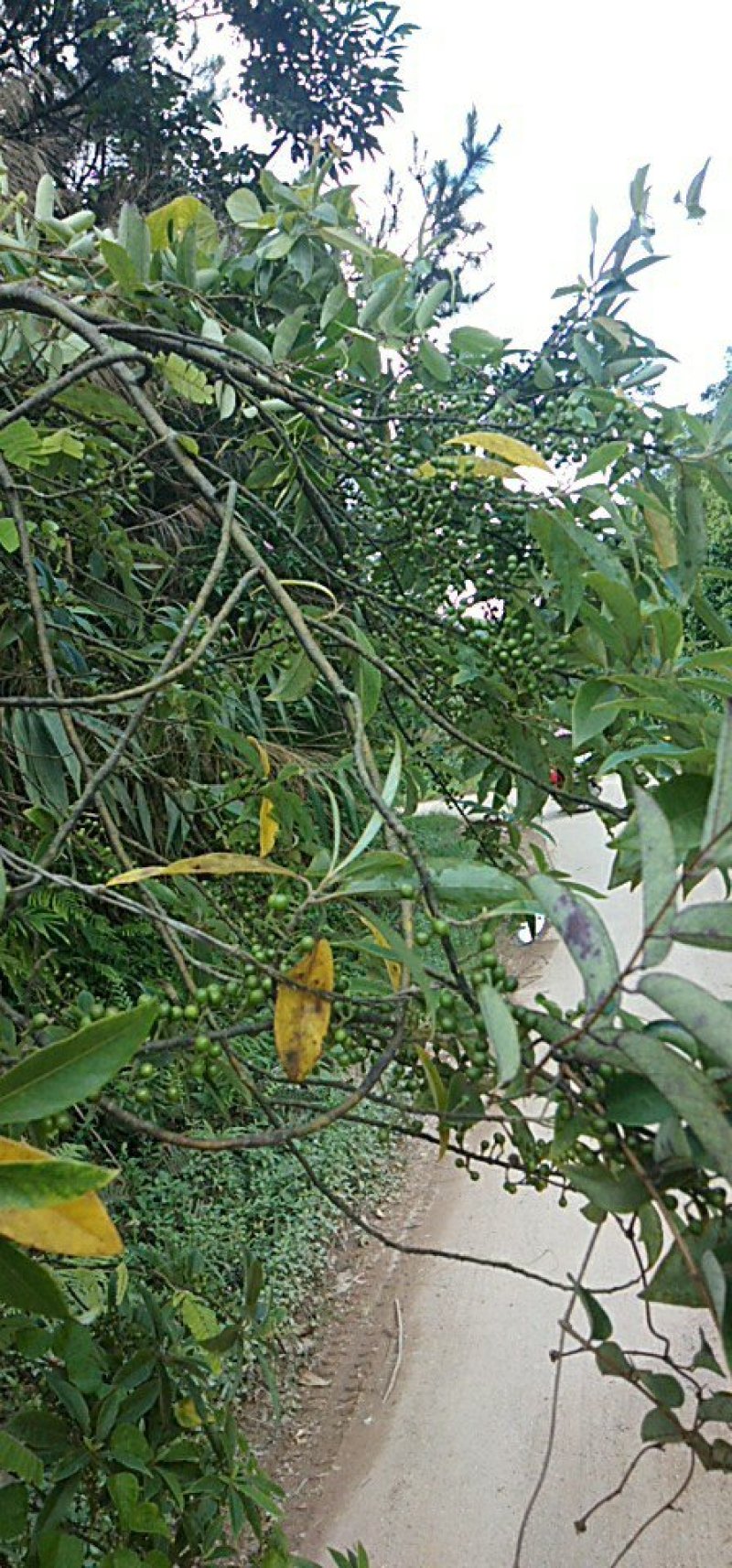 野生山苍子鲜货，即摘即发。