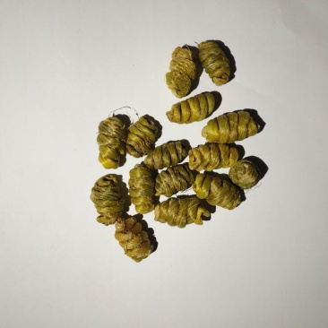 石斛100克起批铁皮霍山云南无硫无添加包邮