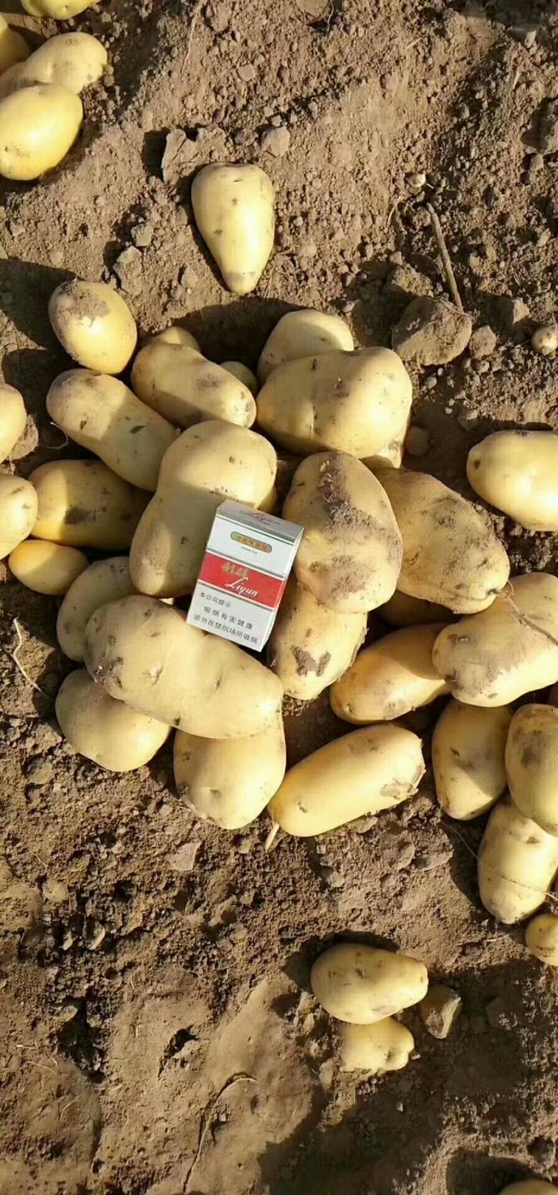 新土豆大量现货供应中，需要的速联系我！……
