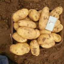 新土豆大量现货供应中，需要的速我！……