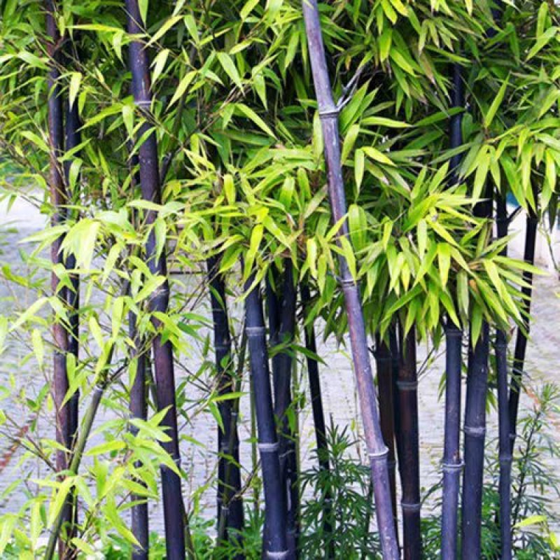 金镶玉竹子苗青竹黄金竹紫竹苗根庭院绿化盆栽室内外植物四季