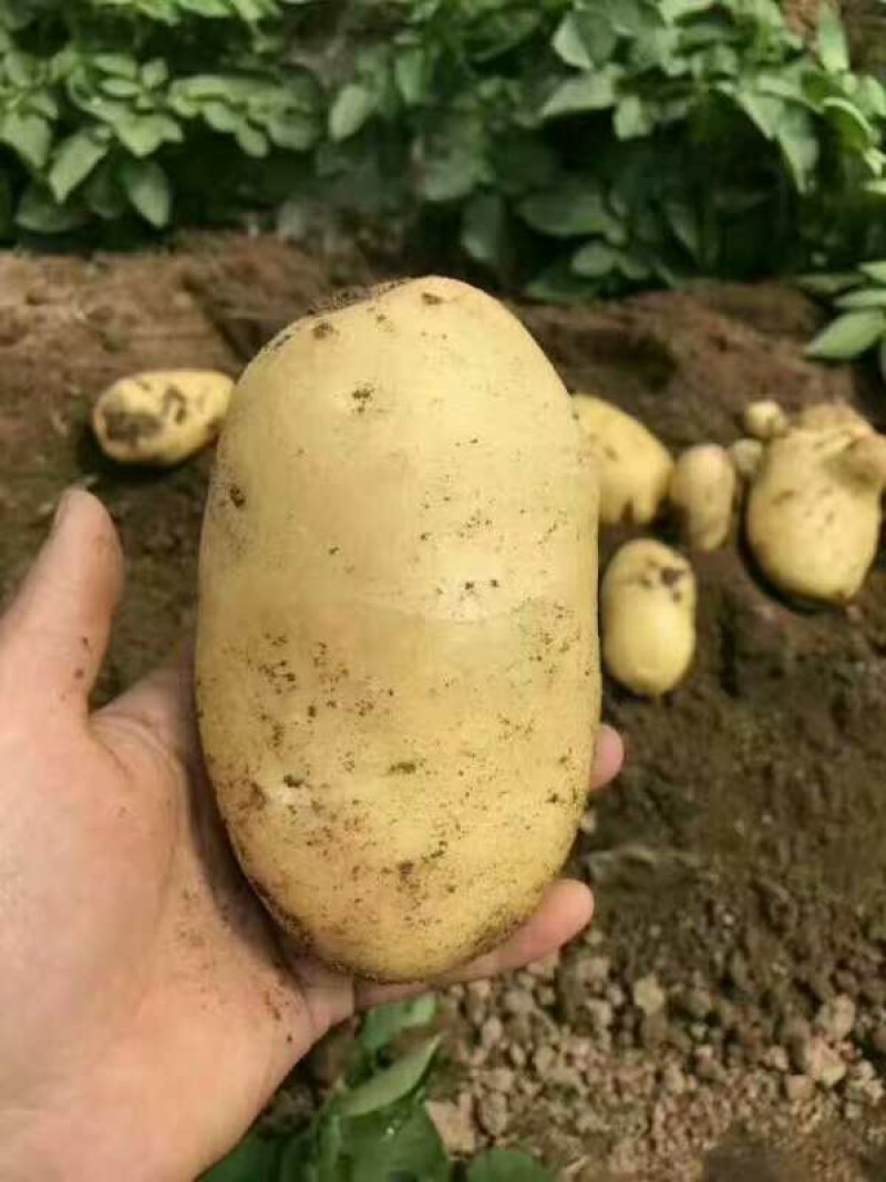 黄心土豆大量供应中，质量可靠支持全国发货
