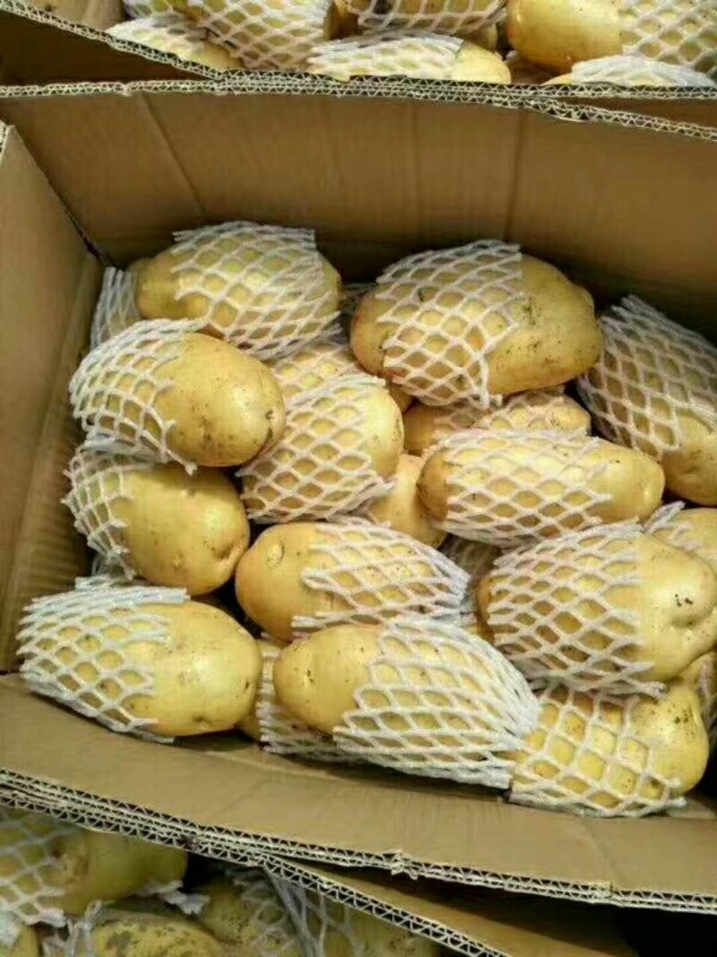 黄心土豆大量供应中，质量可靠支持全国发货