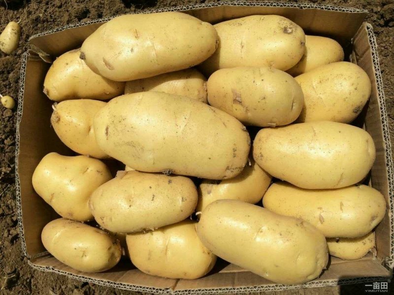 黄心土豆大量供应中，质量可靠支持全国发货