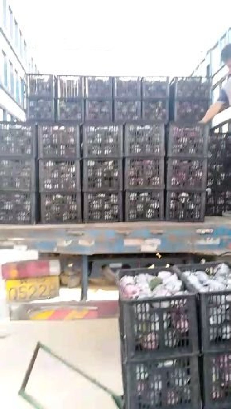 新品头茬丰水梨350～500克纸袋，可供应出口加工