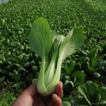 出售精品食堂菜上海青小油菜