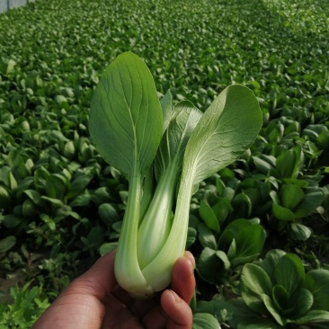 出售精品食堂菜上海青小油菜