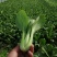 出售精品食堂菜上海青小油菜