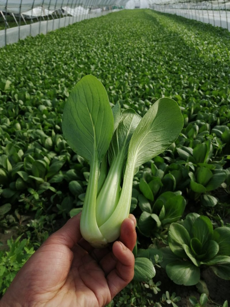 出售精品食堂菜上海青小油菜