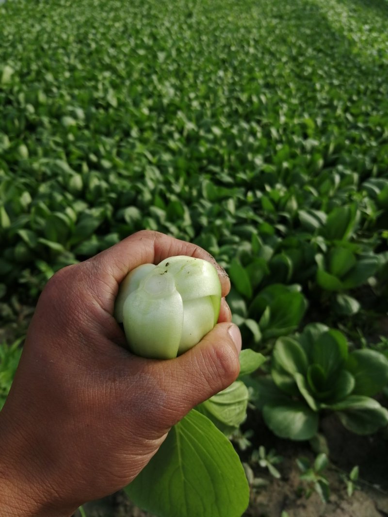 出售精品食堂菜上海青小油菜