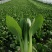 出售精品食堂菜上海青小油菜