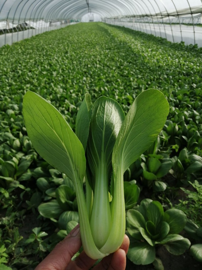 出售精品食堂菜上海青小油菜